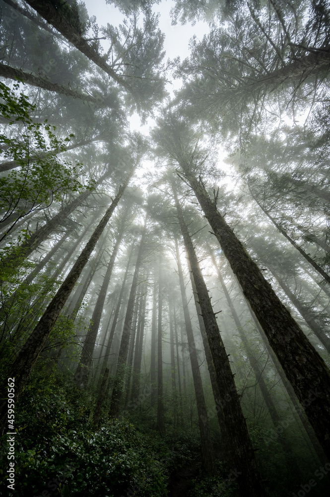 Obraz premium Misty foggy morning hiking in the woods looking up at the tall trees