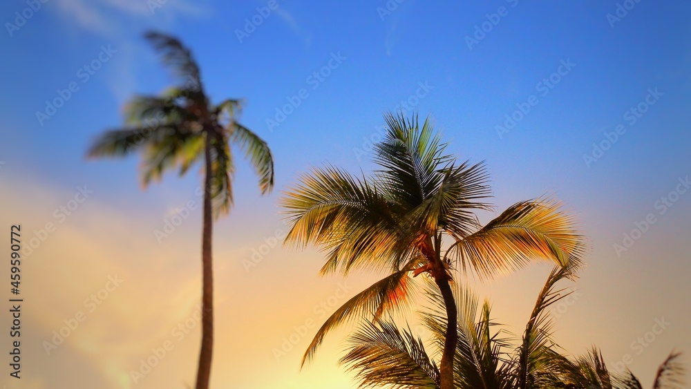 Sunrise palm