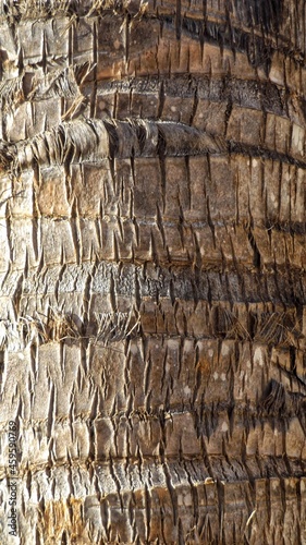 Palm bark