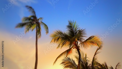Sunrise palm © ERIC