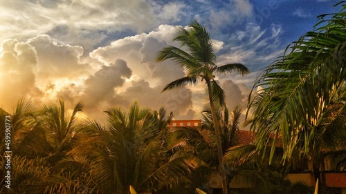 Palm tree storm