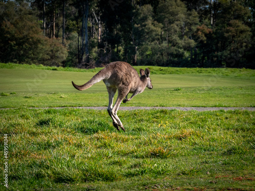 Airborne Kangaroo