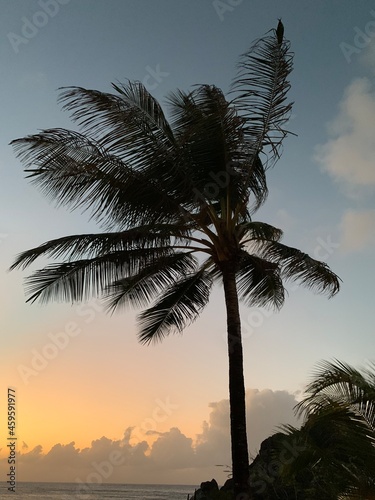 palm trees at sunset