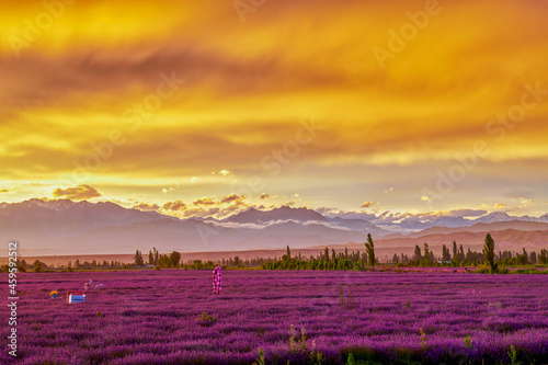 Princess Sadness Lavender Estate sunset in Huocheng county Xinjiang Uygur Autonomous Region, China. 