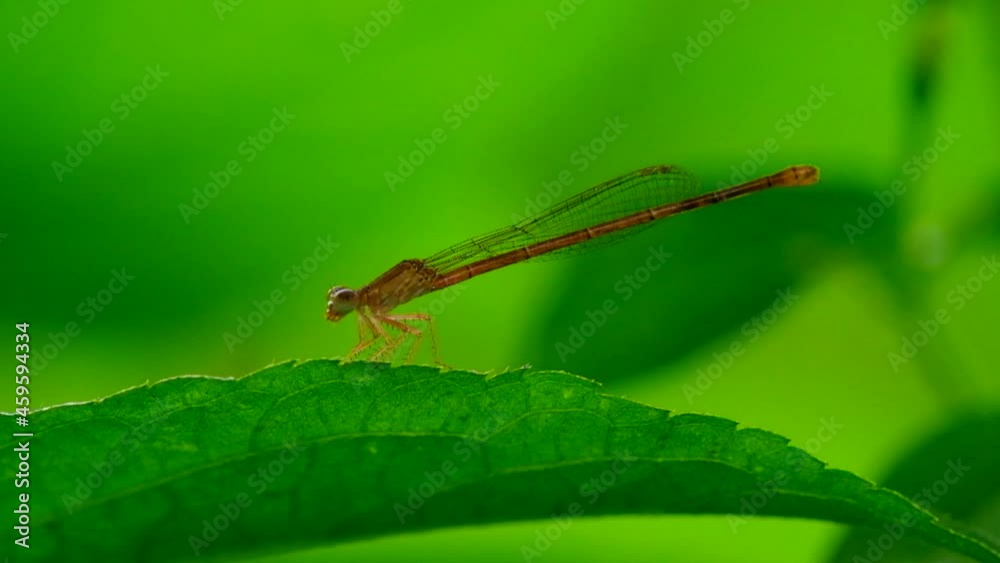 dragonfly on a green leaf
Ceriagrion praetermissum dragonfly on a green leaf
Ceriagrion praetermissum