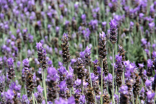 Beautiful and aromatic purple lavender flowers for multiple uses and benefits in infusion or tea and in prepared drops. 