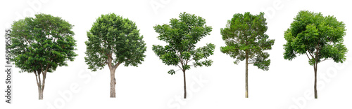Tree collection isolated on white background. set of Tropical tree