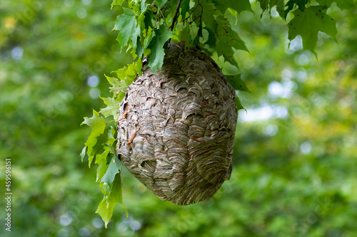 Bald-faced hornet ( Dolichovespula maculata ) Nest on a tree in the park. Species of wasp also knows as bald-faced aerial yellowjacket, bald-faced wasp, bald hornet, white-faced hornet etc