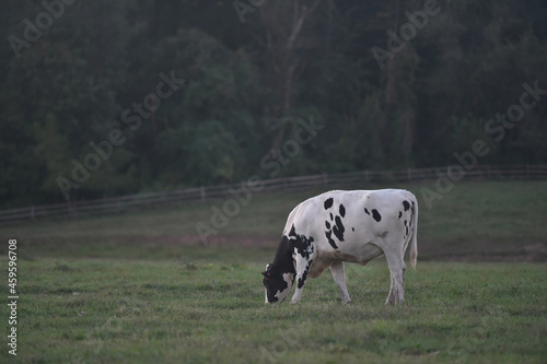 cow on the meadow