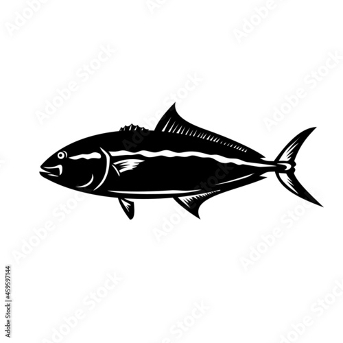Mascot illustration of a greater amberjack, Seriola dumerili, medregal, coronado, allied kingfish, great amberfish, greater yellowtail, jenny lind, purplish amberjack in  retro black and white style.