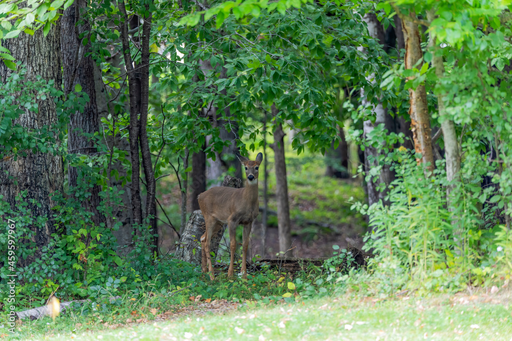 White-tailed deer , elderly fawn in the park