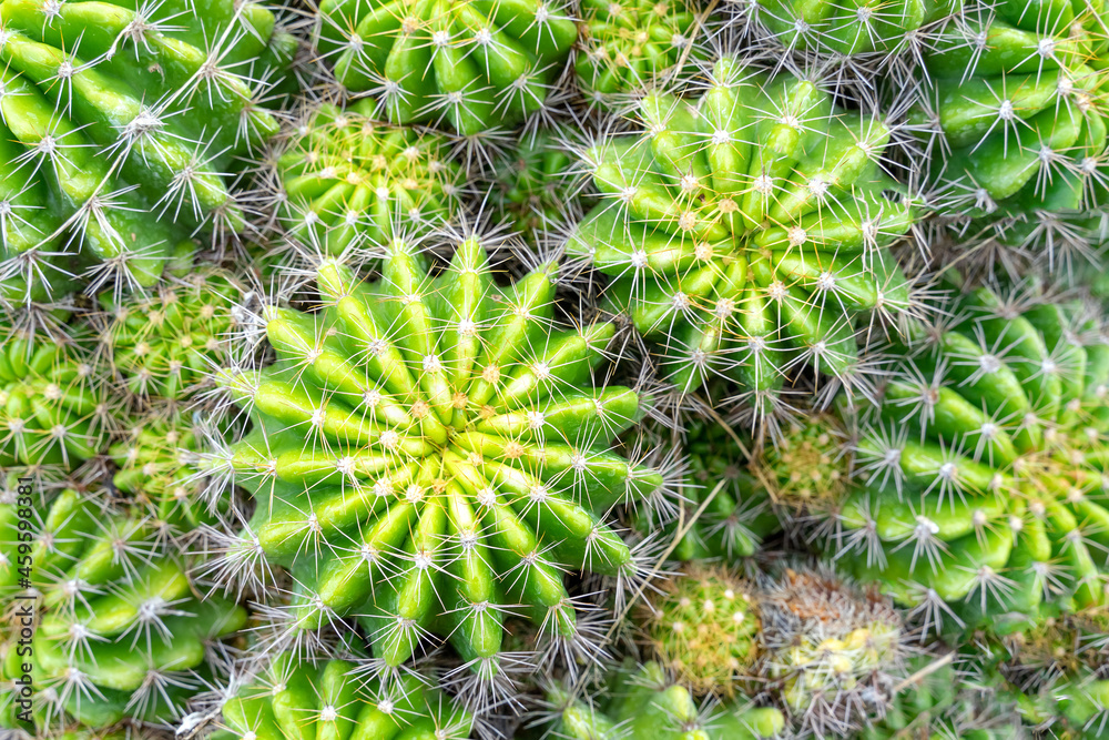 Beautiful cactus in garden. Widely cultivated as an ornamental plant. Beautiful cactus in garden. Widely cultivated as an ornamental plant.