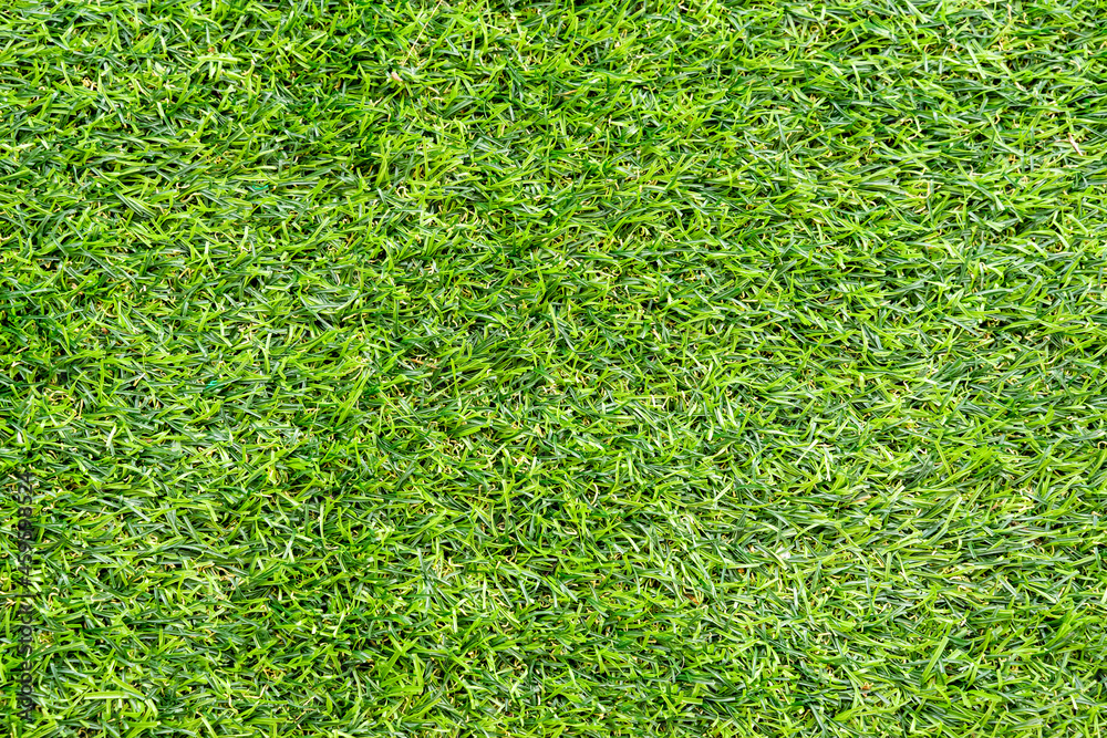 Fototapeta premium Green grass texture for background. Green lawn pattern and texture background.