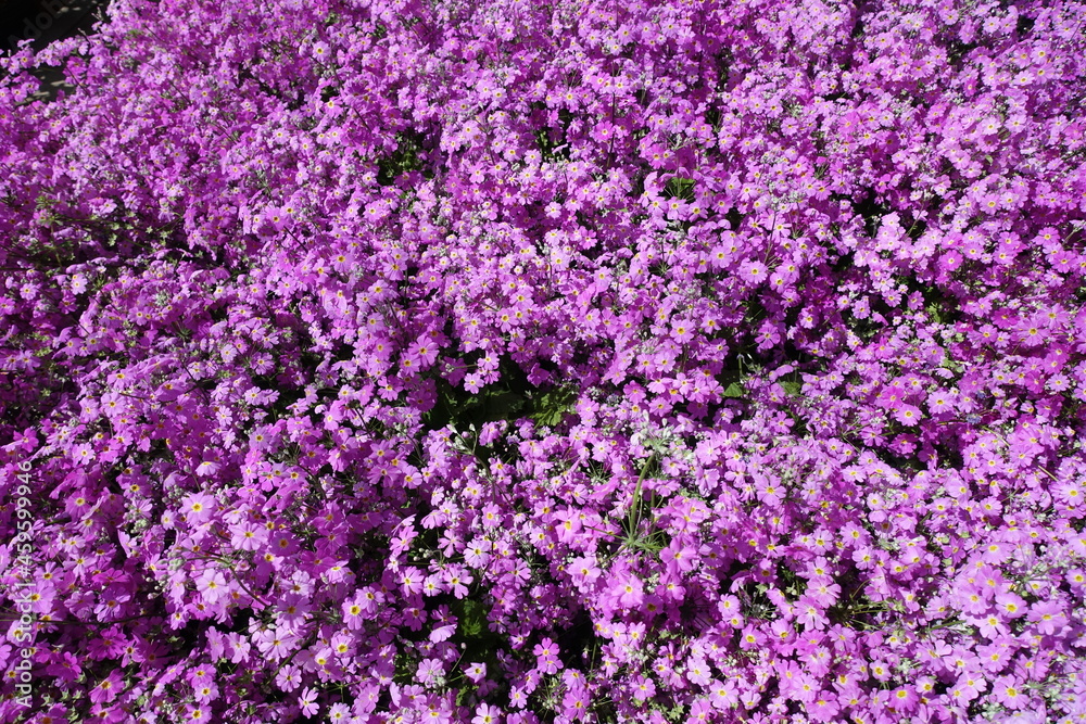小さな紫の花の壁紙