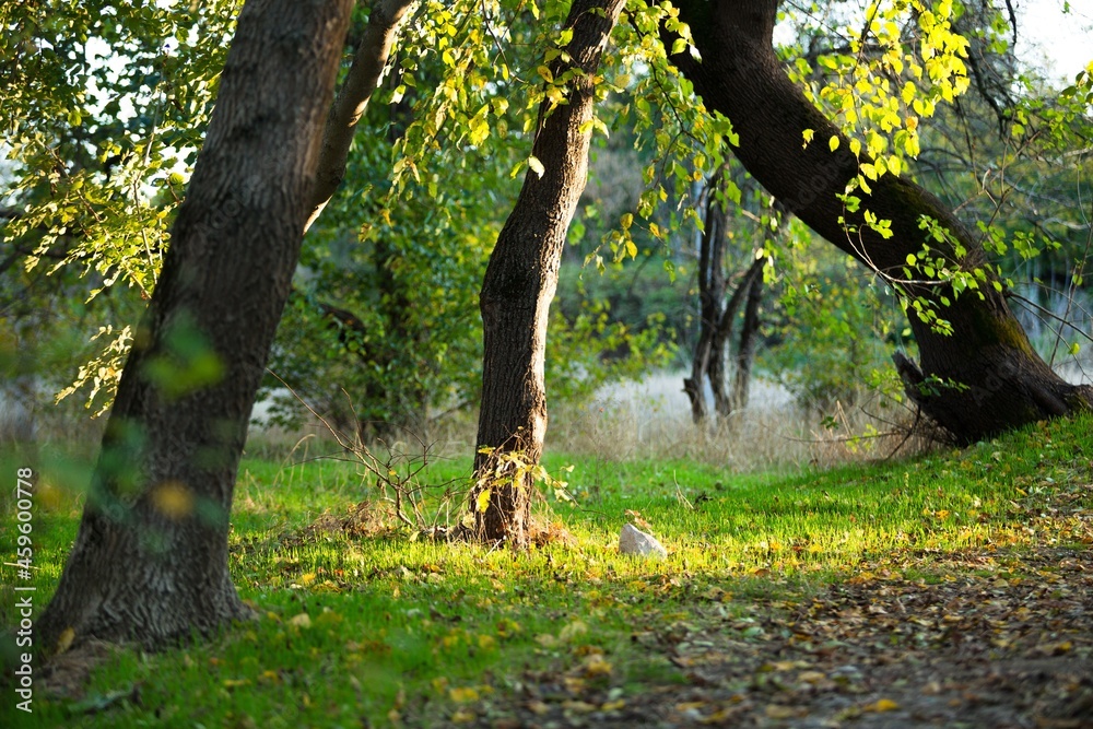 pathway with tree beside and beautiful yellow flowers on ground in park pathway with tree beside and beautiful yellow flowers on ground in park