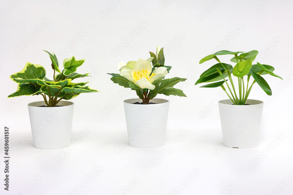 Natural green plants and flowers, Fejka, Round-leaved pellet, Thyme in white flower pots isolated on white background. High quality photo