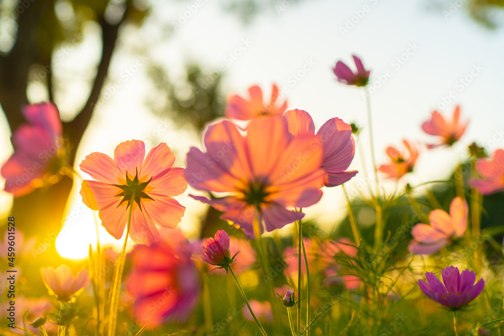 Beautiful nature scene with blooming flower and sun flare. Sunny day. Spring flowers. Beautiful nature scene with blooming flower and sun flare. Sunny day. Spring flowers.