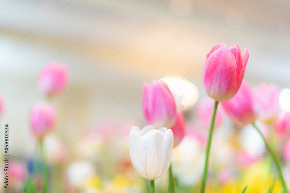 Tulip flowers, shallow selective focus. Spring nature background for web banner and card design