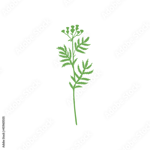 Tansy flower or Tanacetum vulgare colorful vector illustration isolated on white backdrop, decorative shape herbal doodle silhouette for design medicine, wedding invite, greeting card, cosmetic
