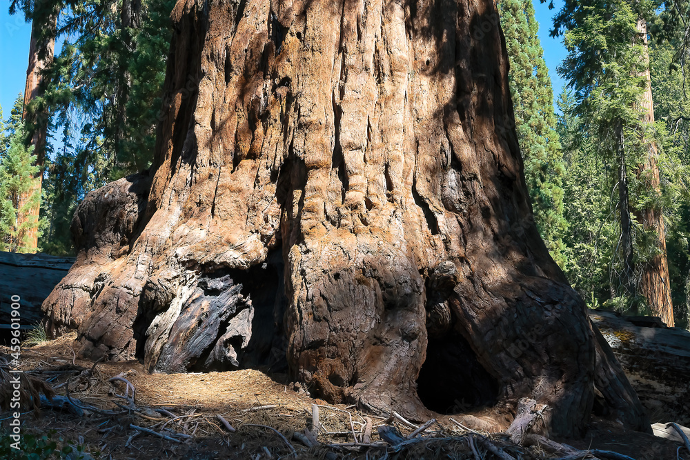 Giant sequoia trees in Sequoia National Park. All of these giants have been through numerous fires in the past and show the fire scars. Giant sequoia trees in Sequoia National Park. All of these giants have been through numerous fires in the past and show the fire scars.