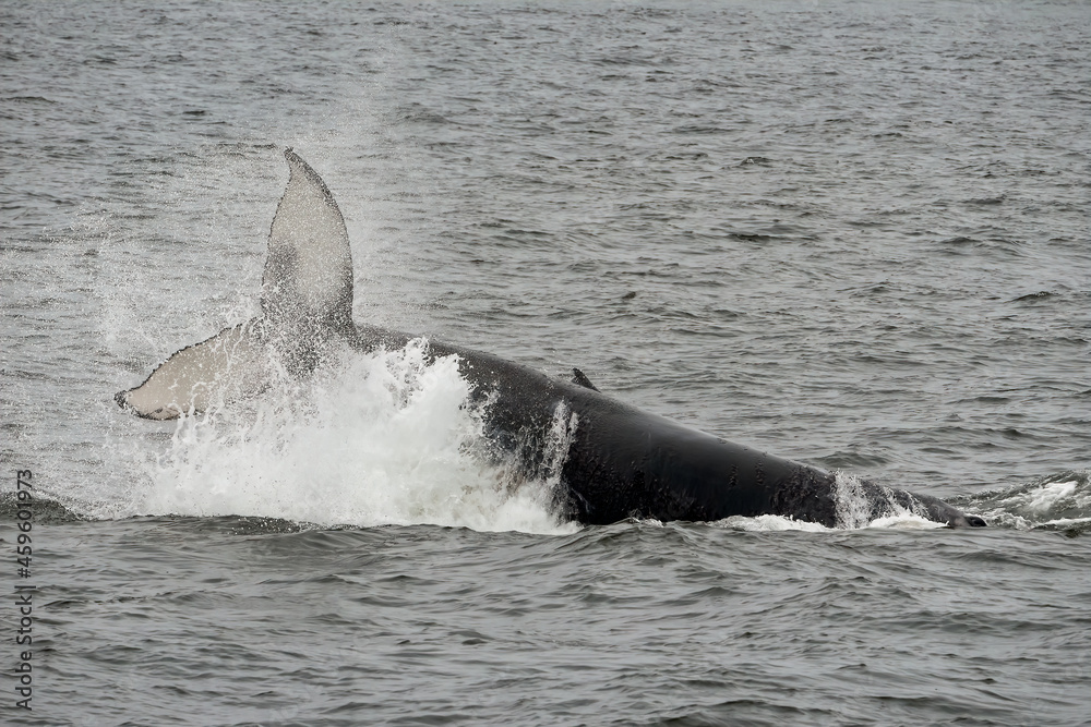 Fototapeta premium Humpback whale breaching in Monterey Bay California