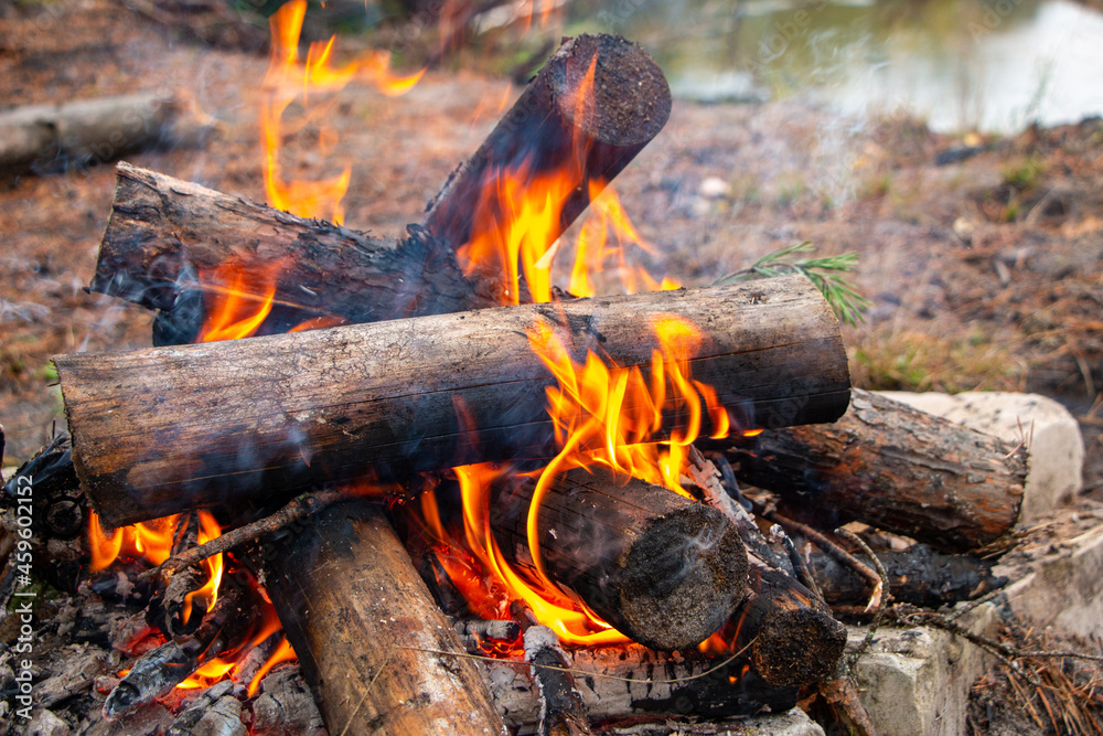 bonfire made of pine sticks and branches is burning with bright orange warm warming flame with shining sparks, in open forest in nature for camping. bonfire made of pine sticks and branches is burning with bright orange warm warming flame with shining sparks, in open forest in nature for camping.