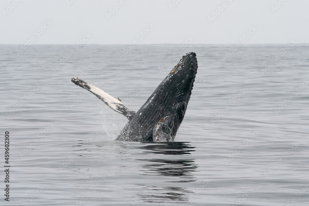 Fototapeta premium Humpback whale breaching in Monterey Bay California