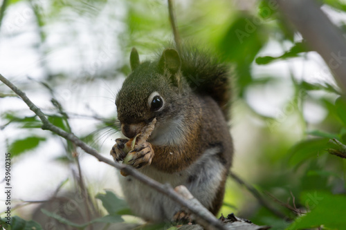 An American Red Squirrel is perched in a tree in Glacier National Park, nibbling on a pine cone surrounded by green summer leaves.