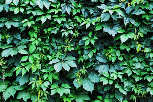 Green leaves wall  botany background. Hops  wild grapes or ivy leaves as a floral ornament.