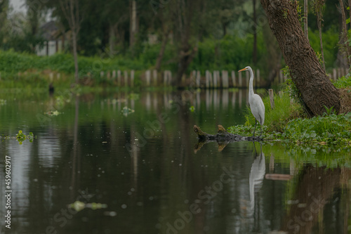 Garza en Xochimilco photo