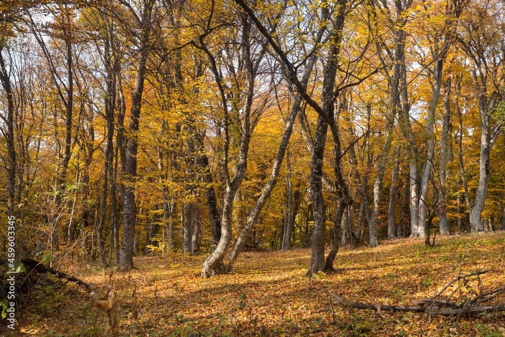 Beauty autumn forest landscape background