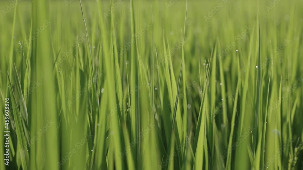 Close up pan through rice field with fresh dew in warm summer morning Close up pan through rice field with fresh dew in warm summer morning