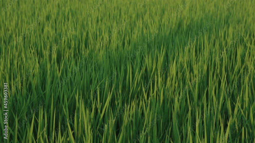 Wind blowing through full rice field on warm summer afternoon Wind blowing through full rice field on warm summer afternoon