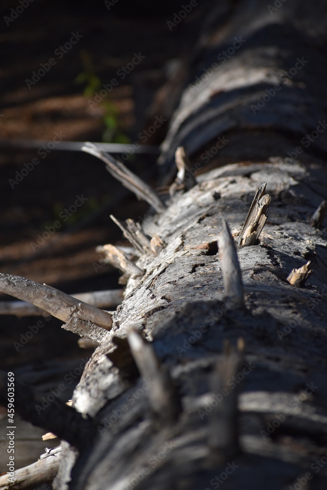 Fallen Timber Fallen Timber