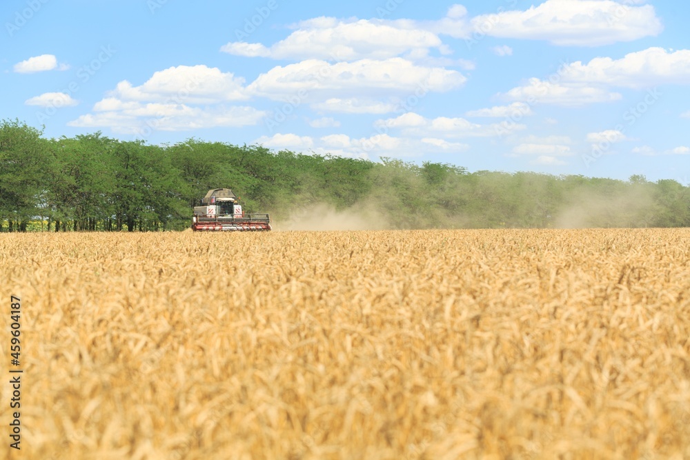 Obraz premium Combine harvester harvesting ripe wheat on agriculture field