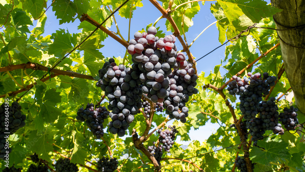 Bunches of black grapes in the Italian vineyards