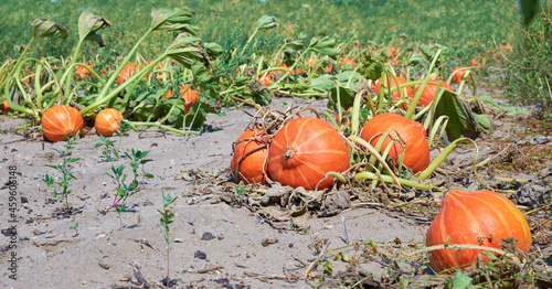A field filled with orange  growing pumpkins