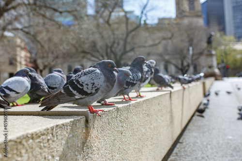 group of pigeons in the Adelaide, CBD