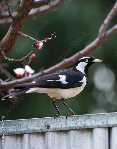 common Australian black and white bird called magpie-lark or (peewee) in front of a tree in blossom, during spring in Adelaide, South Australia photo