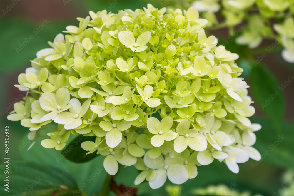 Lush white and yellow hydrangea flowers in summer. Lush white and yellow hydrangea flowers in summer.