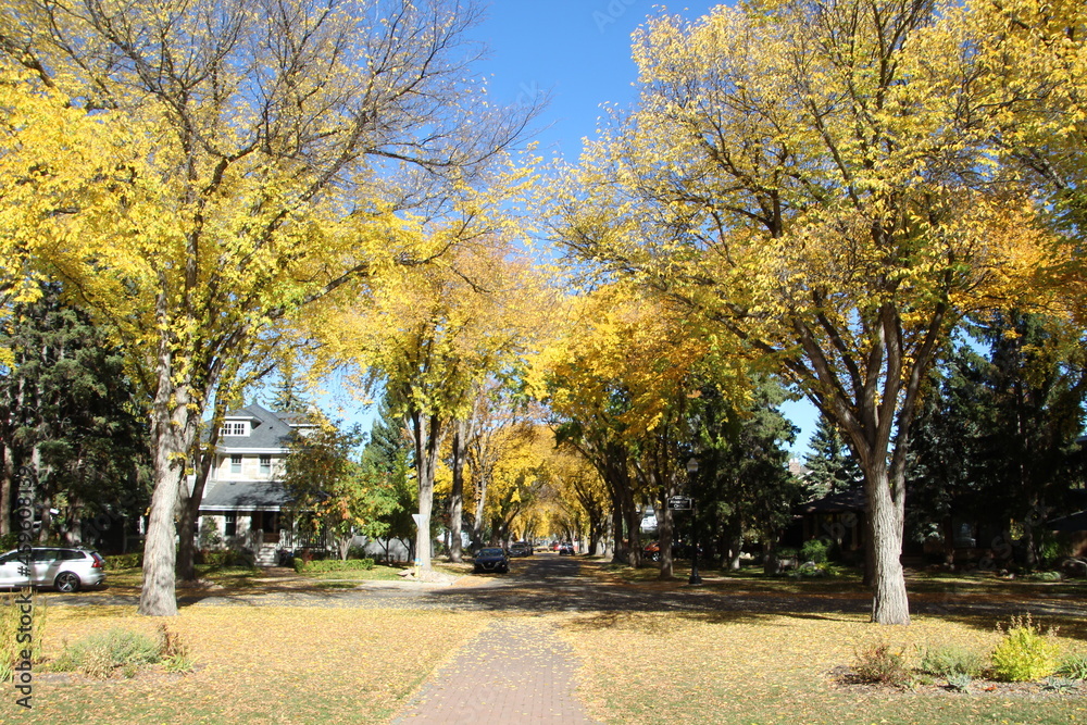 Autumn Of The Elms, Alexander Circle, Edmonton, Alberta