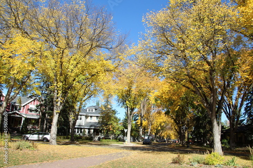 Beauty Of Old Elms, Alexander Circle, Edmonton, Alberta