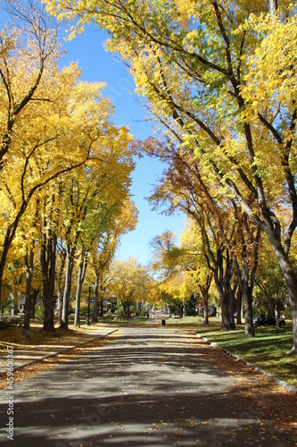 Legend Of The Elms, Glenora, Edmonton, Alberta