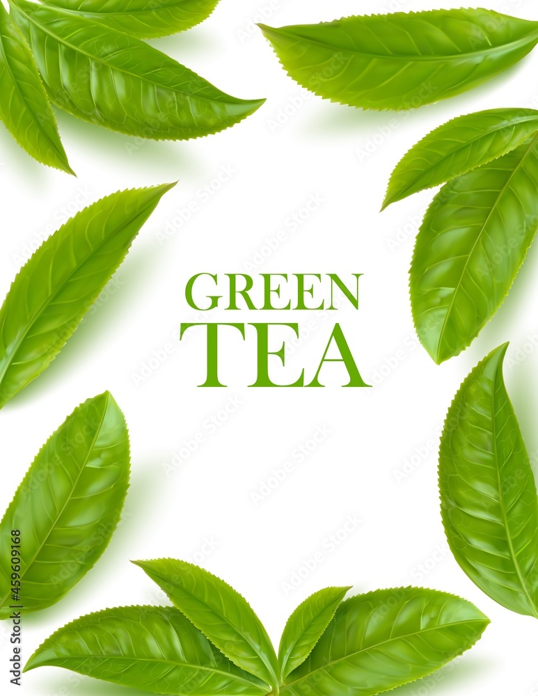 Green tea leaves herbal background. Vector frame of organic beverage