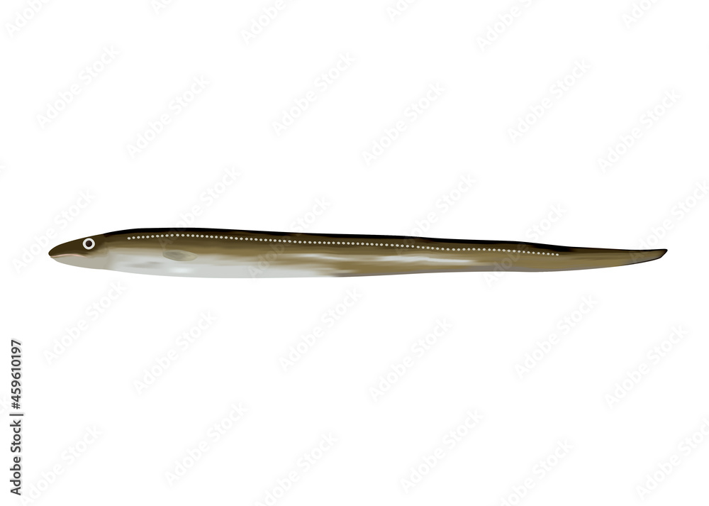 Obraz premium あなご