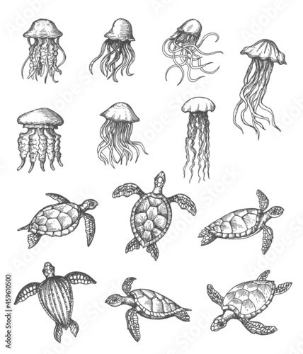 Ocean jellyfish and sea turtles sketch, marine animals vector hand drawn icons. Sea and ocean underwater life reptiles, turtle and medusa jellyfish in pencil hatching sketch