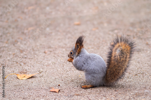 The squirrel stands on its hind legs on the footpath in the park.
