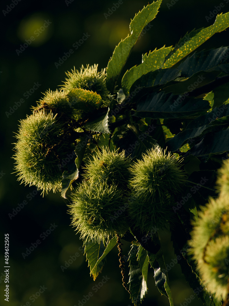 branch of the chestnut tree with the thorny defense of its fruit branch of the chestnut tree with the thorny defense of its fruit