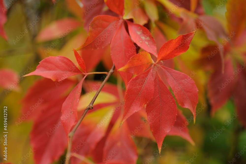 Obraz premium Close up view of fallen leaves in autumn park