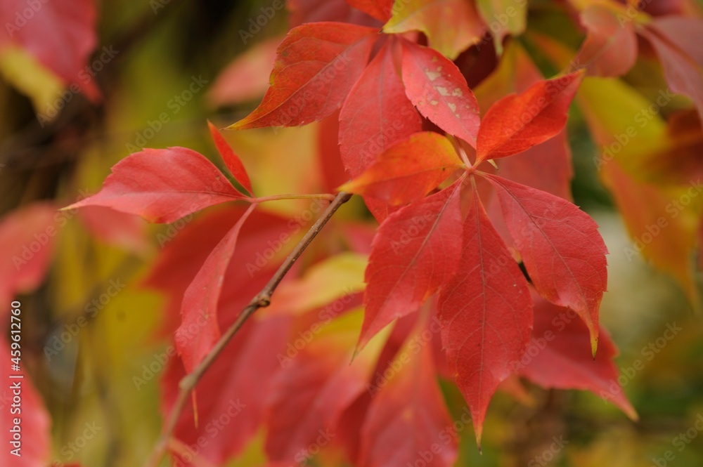 red autumn leaves